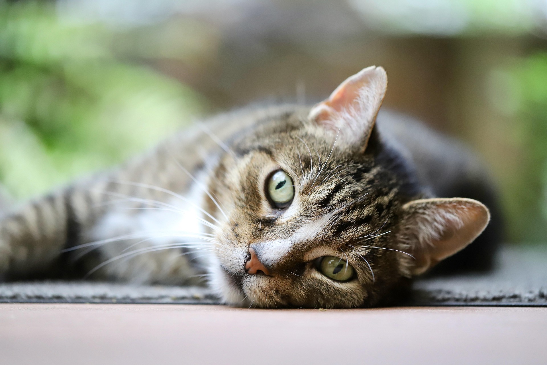 A cute cat